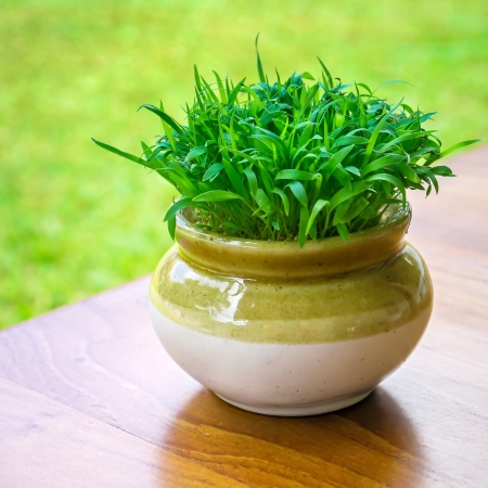 Green vibrant grass in the pot close-upの写真素材