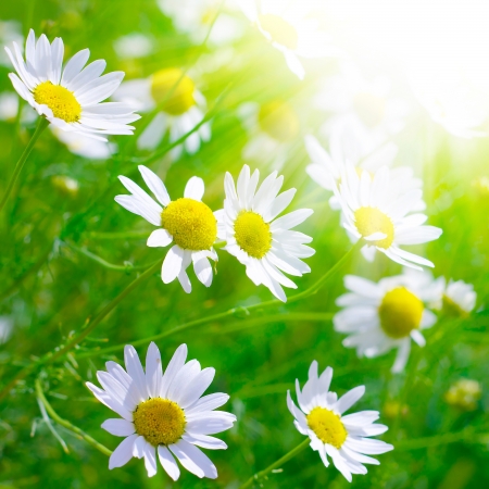 Beautiful sunny chamomile flowers close-upの写真素材