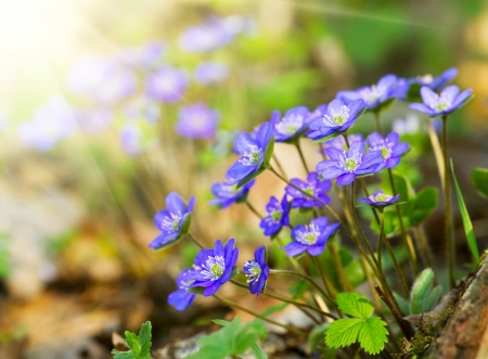 Blue flowers of Hepatica Nobilis close-up  Common Hepatica, liverwort, kidneywort, pennywort, Anemone hepatica の写真素材