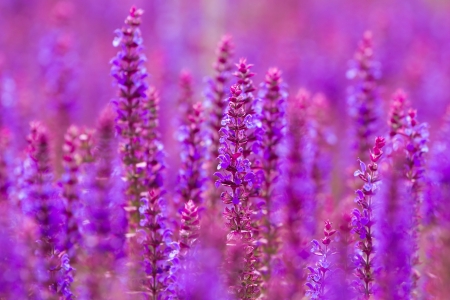 Beautiful purple wild lupins flowersの写真素材