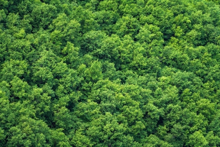 Green trees backgroundの写真素材