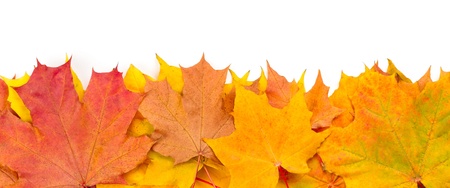 Yellow autumn maple leaves isolated on white backgroundの写真素材