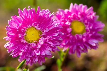 Pink chrysanthemum flower closeupの写真素材