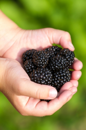 Ripe blachberries in the children hands closeupの写真素材