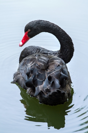 Beautiful black swan in the waterの写真素材