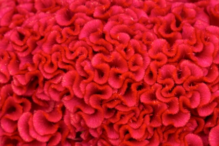 A beautiful macro shot of the petals of a red flower