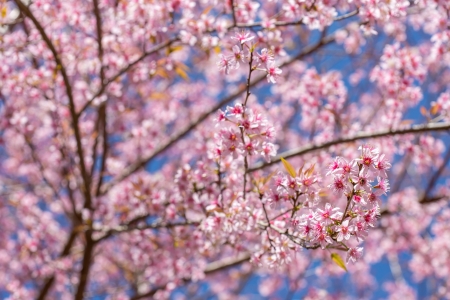 Pink sakura blossom flowers close-upの写真素材
