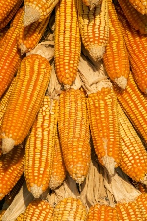 Dry corn cobs hanging on a treeの写真素材