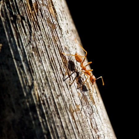 Ant on a wooden surface close-upの写真素材