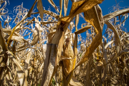 Dry corn plants against blue skyの写真素材