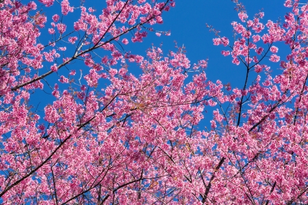 Pink sakura blossom flowers close-upの写真素材