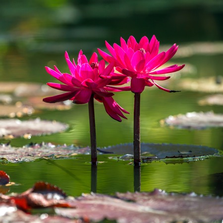 Beautiful pink water lily closeupの写真素材