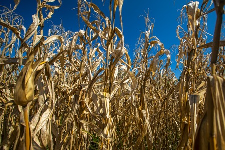 Dry corn plants against blue skyの写真素材