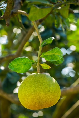 Pomelo fruit on a tree closeupの写真素材
