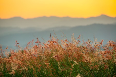 Beautiful meadow flowers against mountain sunset viewの写真素材