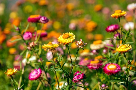 Sunny meadow grass and flowers close-upの写真素材