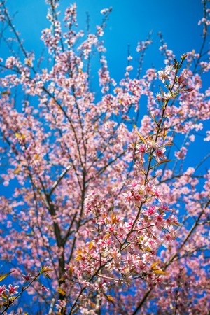 Pink sakura cherry blossom treeの写真素材