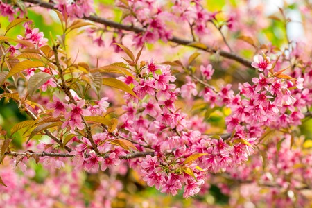 Pink sakura cherry blossom close-upの写真素材