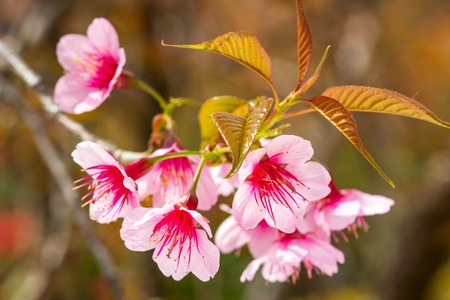 Pink sakura cherry blossom close-upの写真素材