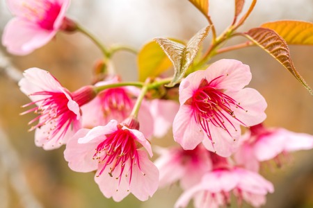 Pink sakura blossom flowers close-upの写真素材