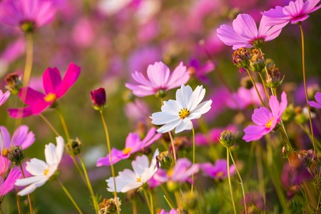 Beautiful pink flowers closeupの写真素材