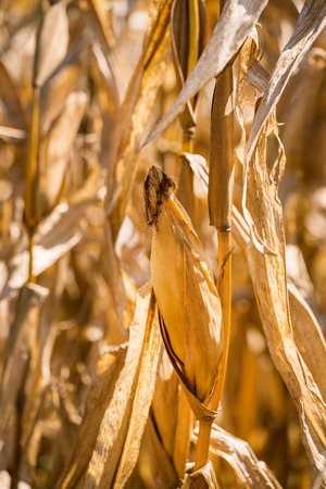Dry corn plantsの写真素材