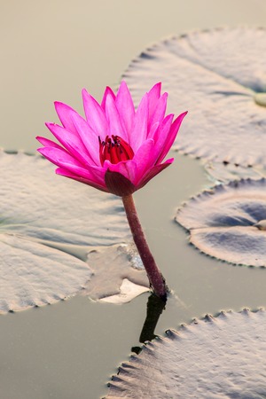 Beautiful pink water lily closeupの写真素材