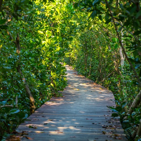 Boardwalk through the mangrove forestの写真素材