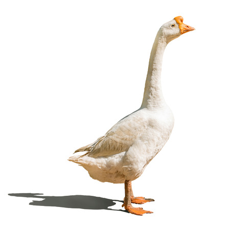 Domestic goose isolated on whiteの写真素材