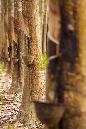 Milky latex extracted from rubber tree (Hevea Brasiliensis) as a source of natural rubberの写真素材