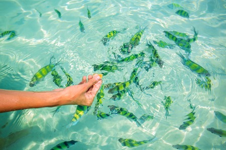 Feeding tropical fishes in the waterの写真素材