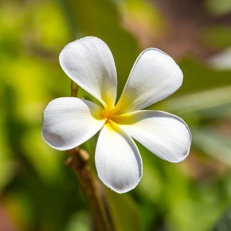 Beautiful white frangipani flower close-upの写真素材