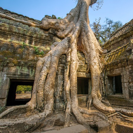 Giant tree covering stones of the ancient Ta Prohm temple at Angkor Wat complex, Siem Reap, Cambodia
