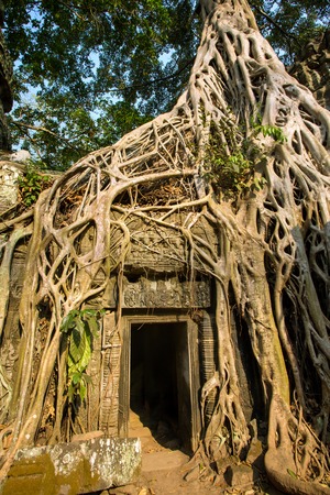 Giant tree covering stones of the ancient Ta Prohm temple at Angkor Wat complex, Siem Reap, Cambodiaの写真素材