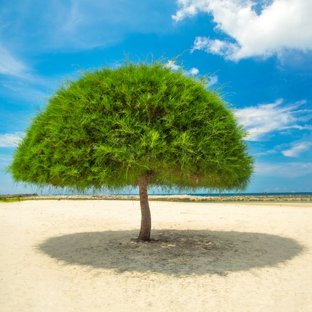 Decorative shaped tree on the beach on Koh Phangan island, Thailandの写真素材
