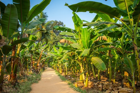 Rural landscape common road through banana plantation in Indiaの写真素材