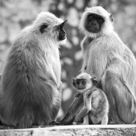 Gray langurs with babies sitting at the temple, India. Black and white photoの写真素材