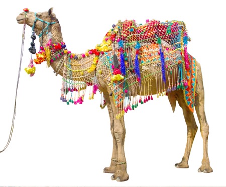 Camel with traditional decoration isolated on whiteの写真素材