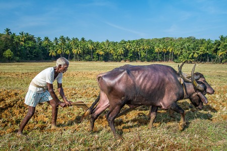 GOA, INDIA - DECEMBER 21 : Farmers plowing agricultural field in traditional way where a plow is attached to bulls on December 21, 2012 in Goa, India.のeditorial素材