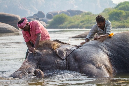 HAMPI, INDIA - FEBRUARY 5, 2013: Unidentified men bath Lakshmi the temple elephant in the riverのeditorial素材