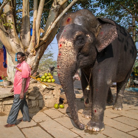 HAMPI, INDIA - FEBRUARY 5, 2013: Lakshmi the temple elephant and her keeper on the river bank on February 5, 2013 in Hampi, Karnataka, India. のeditorial素材