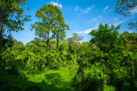 Lush green tropical forest