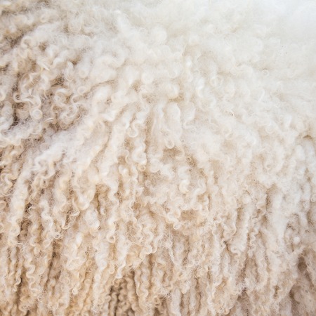 Felt sheep wool close-up backgroundの写真素材