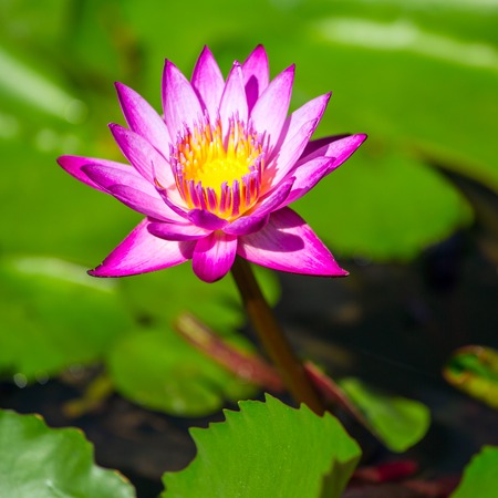 Beautiful pink Egyptian water lily (Nymphaea caerulea) closeupの写真素材