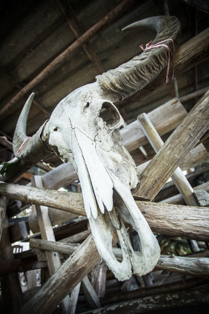 Skull of a water buffalo on a wooden fence in Thailandの写真素材