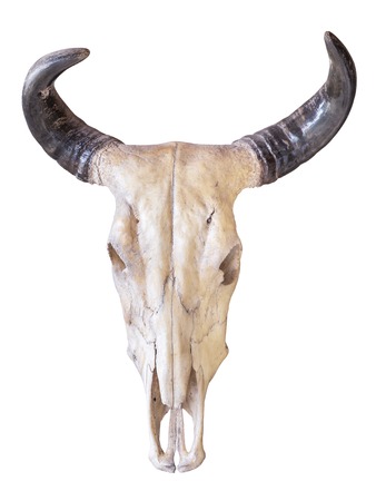 Buffalo skull isolated on white backgroundの写真素材