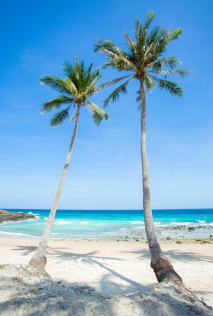 Palm trees over beautiful tropical white sand beachの写真素材