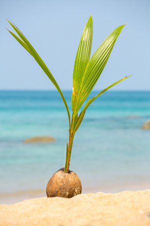 A seed of a palm tree ( coconut ) growing on beautiful beachの写真素材