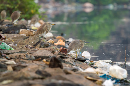 Birds on the river between garbageの写真素材