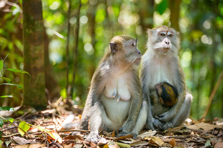 Two female macaque with a baby in Gunung Leuser National Park, Sumatra, Indonesiaの写真素材